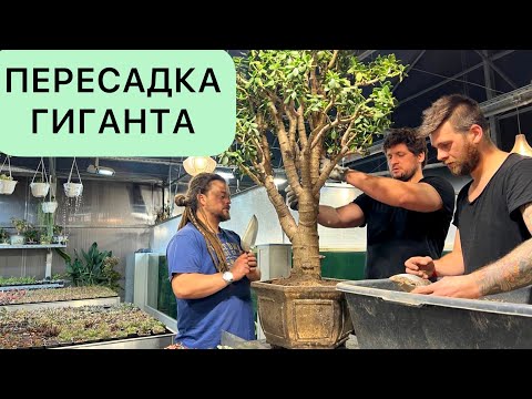 Видео: ДЕНЕЖНОЕ ДЕРЕВО 100ЛЕТ!? ПЕРЕСАДКА В КЕРАМИЧЕСКИЙ ГОРШОК 30Л CRASSULA OVATA КРАССУЛА ТОЛСТЯНКА