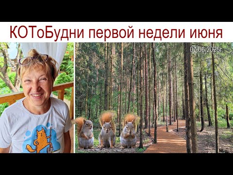 Видео: КОТоБудни начала лета - ну до чего же хороши и ярки...