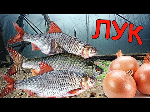 Видео: Реакция рыбы на ХЛЕБ с ЛУКОМ удивила всех!