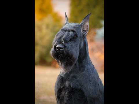 Видео: ПИТОМНИК "GENTLY BORN". ГРУММИНГ (ТРИММИНГ - СТРИЖКА) РИЗЕНШНАУЦЕРА