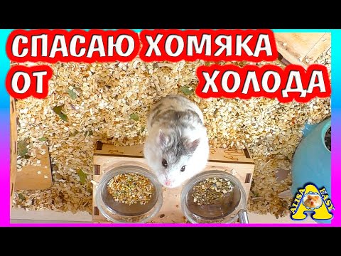 Видео: Спасаю хомяка от холода / Как подготовить хомяка к зиме / зоопокупки / Алиса Изи Петс / Alisa Easy