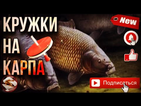 Видео: Кружки на карпа, сазана, белого амура, и любых других рыб!