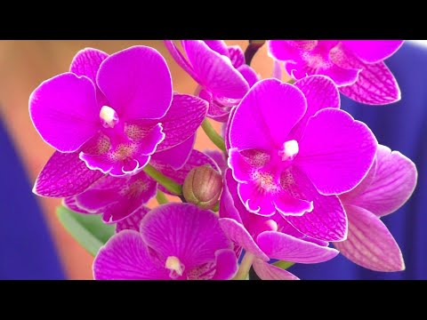 Видео: Что нужно Орхидее для  Красивого цветения и СЧАСТЛИВОЙ ЖИЗНИ ? Уход за Орхидеей.