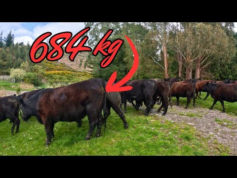 Видео: Взвешивание скота: он огромен. День на ферме в Новой Зеландии.