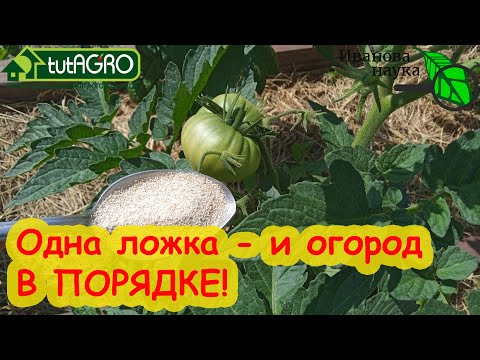Видео: ОДНА ЛОЖКА - и САД и ОГОРОД в ПОЛНОМ ПОРЯДКЕ! Чем заменить дорогостоящие и вредные средства.