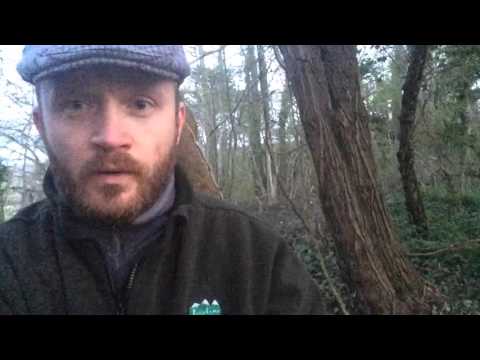 Видео: Засидка на пятнистого оленя.