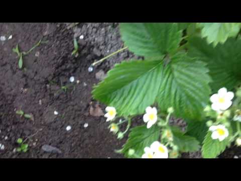 Видео: Клубника пустоцвет. Нужна помощь огородников!