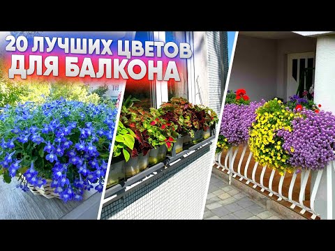 Видео: 20 ЛУЧШИХ ЦВЕТОВ ДЛЯ БАЛКОНА