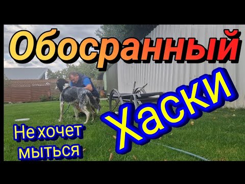 Видео: Husky will nicht baden war beim Bauernhof извалялся в говне #Husky 