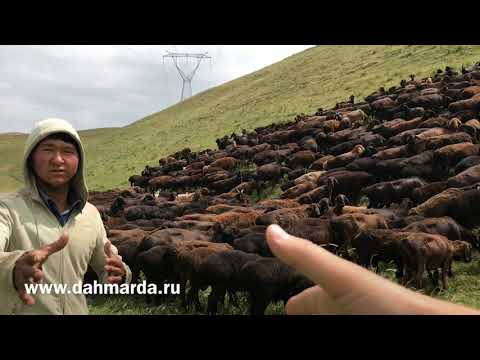 Видео: Гиссарские овцы и саги дахмарда, овцематки и ягнята дахмарда Бобокалона