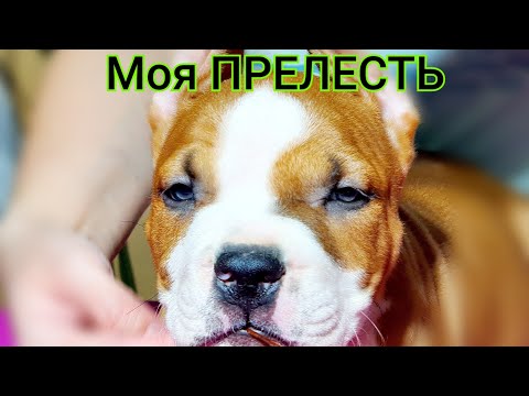 Видео: Буду ждать щенка именно такого окраса