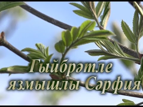 Видео: Гыйбрәтле язмышлы Сәрфия