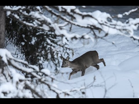 Видео: ЗИМНЯЯ ОХОТА НА КОСУЛЮ