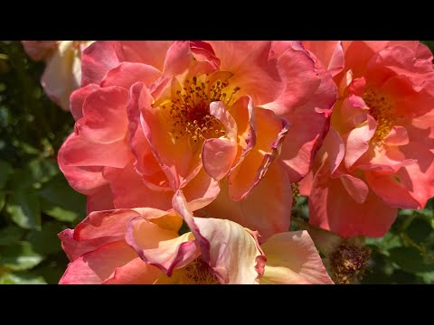 Видео: Информация с потока ❣️