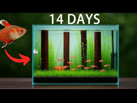 Видео: 14 дней до подводного леса розовых тетра