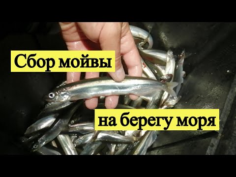 Видео: Сбор мойвы на берегу моря