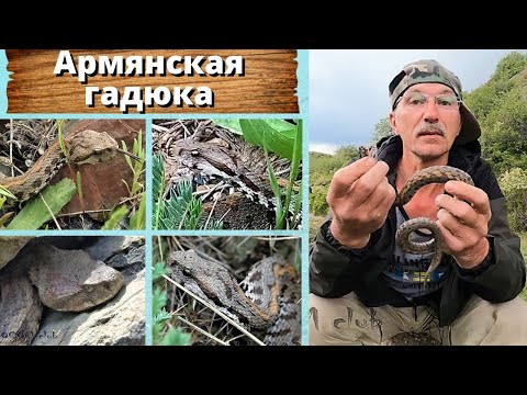 Видео: Гадюка из Армении. Прекрасная, редкая, ядовитая. Armenian viper.