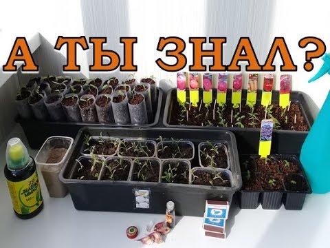 Видео: Осторожно! МОШКИ в рассаде: ЧТО ДЕЛАТЬ?