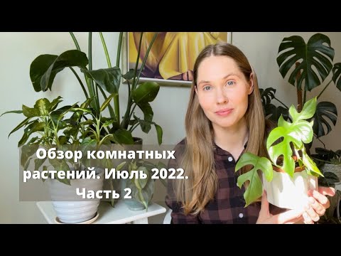 Видео: Обзор комнатных растений. Июль 2022. Часть 2.