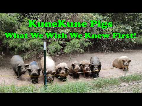 Видео: Посмотрите это, прежде чем получить KuneKune Pigs — Хотели бы мы знать!