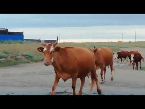 Видео: Богетсай. Хромтауский район, Актюбинская область. 05.07.2022 год.