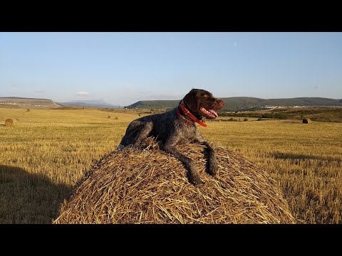 Видео: Перепел 2022