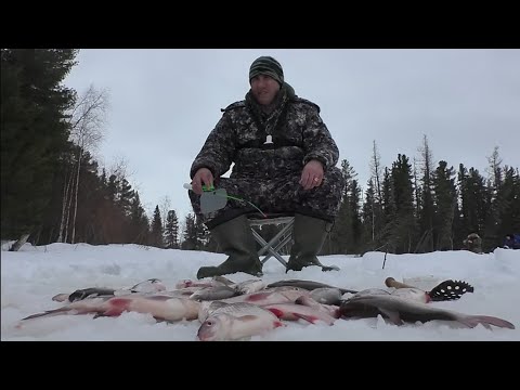Видео: ЧТО ОНИ ТВОРЯТ! РВУТ СНАСТИ! ЛОМАЮТ КРЮЧКИ! ВОТ ТАКИЕ ПОРОСЯТА ЛОВЯТСЯ У НАС В СИРИИ🎣
