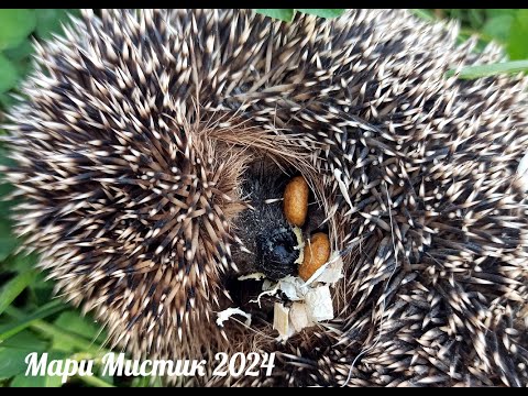 Видео: НАРУШИТЕЛЬ ПОКОЯ