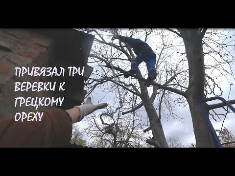 Видео: ВЕРЕВКИ на дереве грецкого ореха Сбор УРОЖАЯ Уборка ЛИСТВЫ_01.11.2025