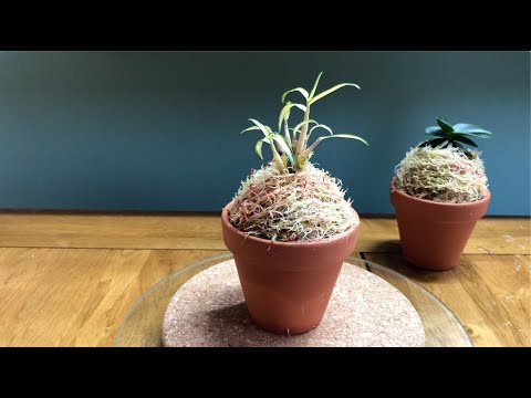 Видео: Посадка dendrobium moniliforme на кочку