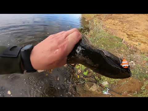 Видео: Рыбалка у Пшонги