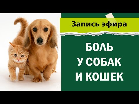 Видео: виды боли у собак и кошек | Основные причины и примеры | Лекция от ветеринара