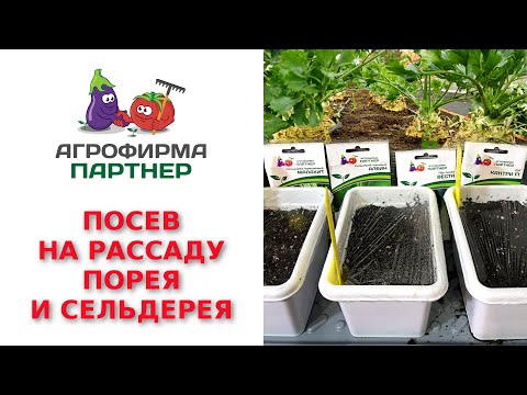 Видео: ПОСЕВ НА РАССАДУ ПОРЕЯ И СЕЛЬДЕРЕЯ