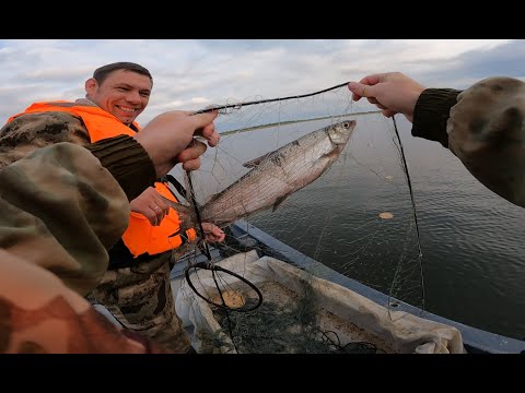 Видео: РЫБАЛКА СЕТЯМИ НА СИГА! МЫ БРАКОНЬЕРЫ ?