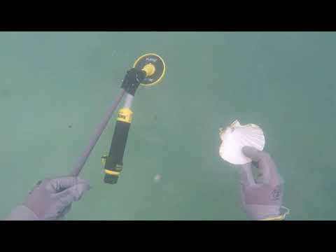 Видео: 🌊 Подводный Коп . Находки под водой . 🦀💍Осьминог, золото , свинец .Подводный поиск с pinpoint .