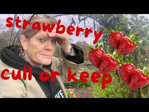 Видео: В этом году слишком много кустов клубники. Что мне с ними делать?