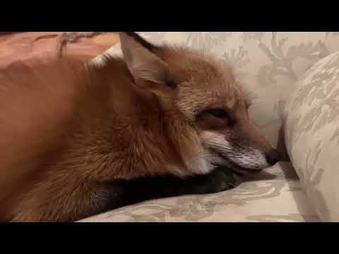 Видео: Ли Сяо / Alice the Fox Лиса Алиса (Как мало лисе для счастья надо!!)