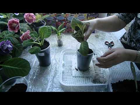 Видео: 🌱ГЛОКСИНИИ. Пересадка макушек !!! Прижились замечательно !!! 🌱How to grow gloxinia part №9