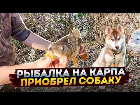 Видео: Ловим карпа в США приобрел собаку для охоты