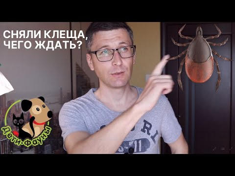 Видео: Сняли клеща с собаки, когда появятся первые симптомы?