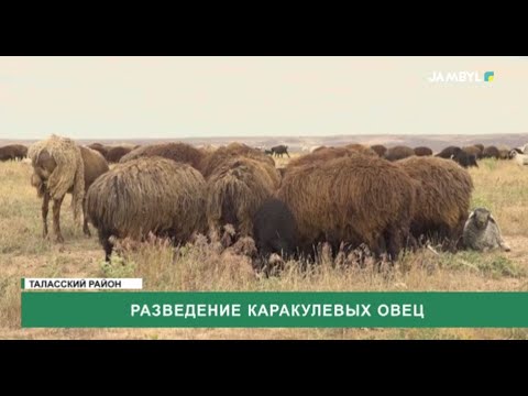Видео: Разведение каракулевых овец