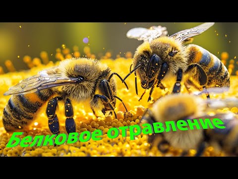 Видео: Профессор Кашковский про белковое отравление