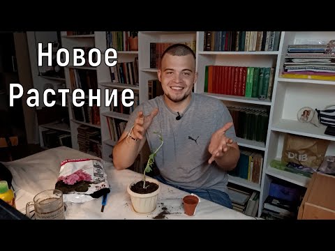Видео: КАК пересадить Новое Растение - подробный гайд!