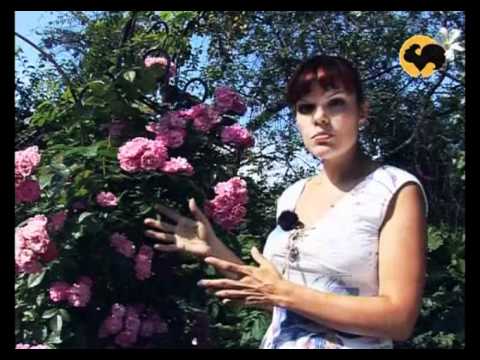 Видео: Розы в Саду. серия 11. Плетистые розы 1