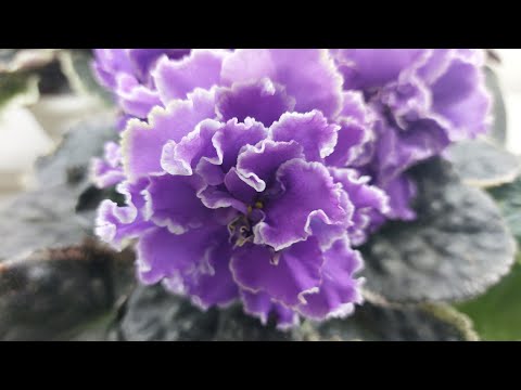 Видео: 01.03.24.Выставка фиалок в марте 2024/МК//НОВИНКИ#фиалки#выставка#домфиалок#