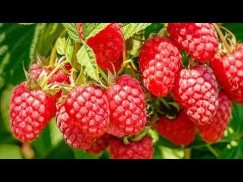 Видео: Малина кирешелуу  тармак