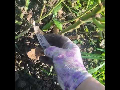 Видео: Укриття троянд на зиму,і компостування .