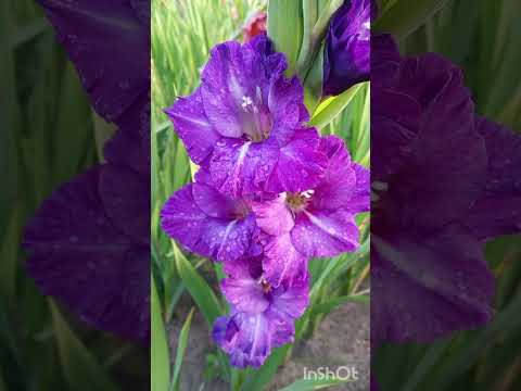 Видео: Квіти любові