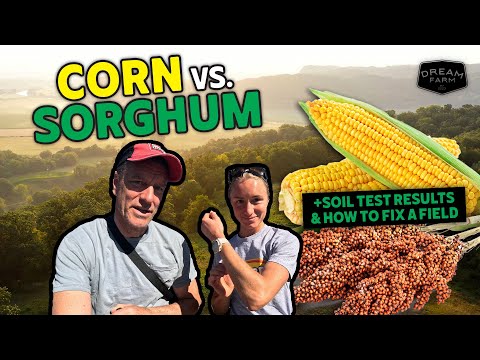 Видео: Кукуруза против сорго с высокой плотностью оленей: сглаживаем неровности на участке | Ферма мечты...