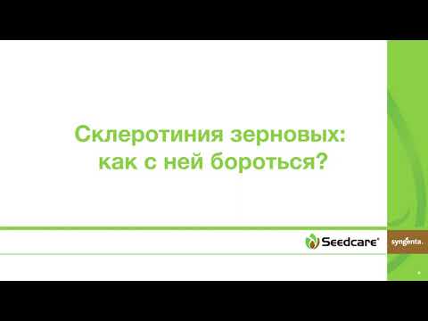 Видео: Склеротиния зерновых: как с ней бороться